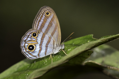 Chloreuptychia chlorimene