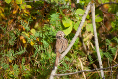 Melospiza melodia image