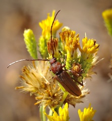 Crossidius testaceus