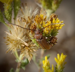 Crossidius testaceus