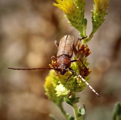Crossidius testaceus