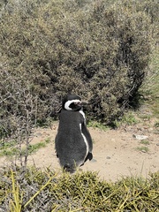 Spheniscus magellanicus