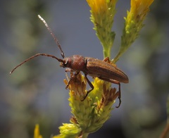 Crossidius testaceus