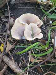 Abortiporus