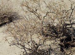 Psorothamnus polydenius