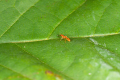 Pseudomyrmex pallidus