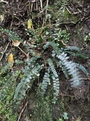 Pellaea rotundifolia