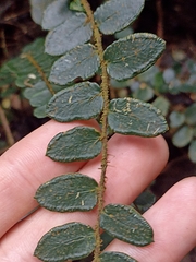 Pellaea rotundifolia