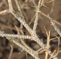 Psorothamnus polydenius