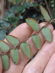 Pellaea rotundifolia