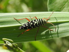 Placosternus erythropus