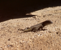 Sceloporus occidentalis