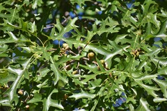 Quercus ellipsoidalis
