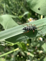 Placosternus erythropus