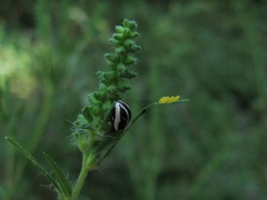 Zygogramma suturalis