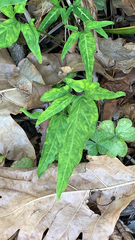 Syngonium podophyllum