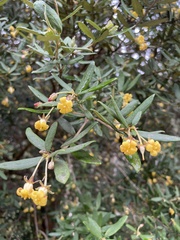 Pittosporum bicolor