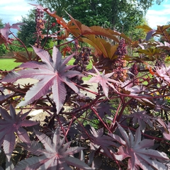 Ricinus