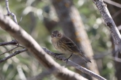Setophaga coronata coronata