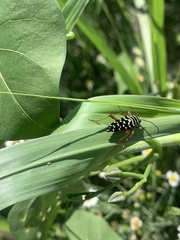 Placosternus erythropus