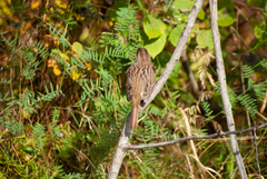 Melospiza melodia image