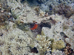 Amphiprion barberi