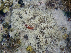 Amphiprion barberi