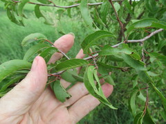 Prunus mexicana