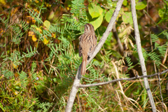 Melospiza melodia image