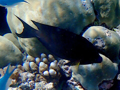 Ctenochaetus striatus