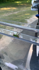 Orchelimum pulchellum