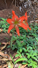 Hippeastrum striatum