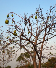 Cochlospermum gillivraei