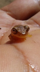 Dendropsophus mathiassoni