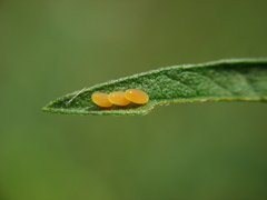 Zygogramma suturalis