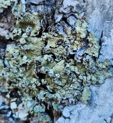 Flavopunctelia flaventior