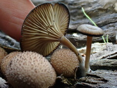 Arrhenia epichysium