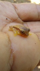 Dendropsophus mathiassoni