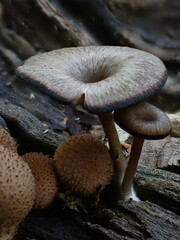 Arrhenia epichysium