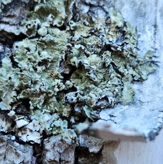 Flavopunctelia flaventior