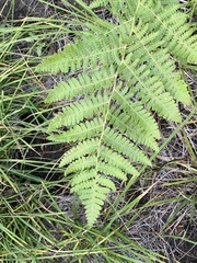 Pteridium aquilinum pubescens