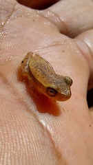 Dendropsophus mathiassoni