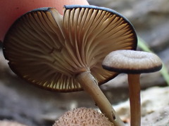 Arrhenia epichysium
