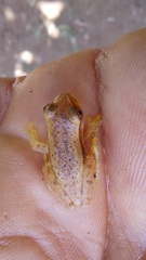 Dendropsophus mathiassoni