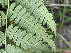 Pteridium aquilinum pubescens