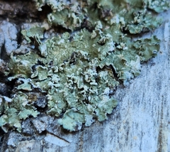 Flavopunctelia flaventior