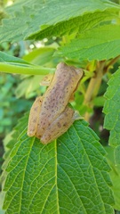 Dendropsophus mathiassoni