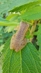 Dendropsophus mathiassoni