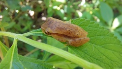 Dendropsophus mathiassoni
