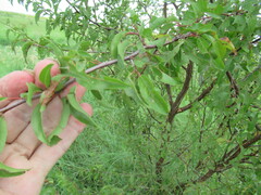 Prunus mexicana